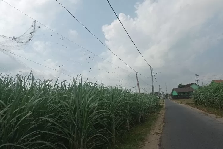 Dispertabun Dukung Petani Kediri Pasang Jaring Pengaman di Pinggir Jalan, Efektif Cegah Hama Tanaman