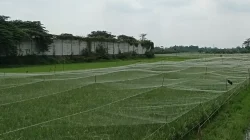 Petani Kediri Andalkan Paranet untuk Lindungi Padi dari Serangan Burung