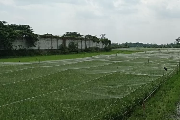 Petani Kediri Andalkan Paranet untuk Lindungi Padi dari Serangan Burung