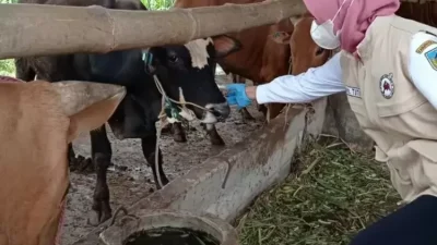 Cegah PMK, DKPP Kediri Gelar Vaksinasi Sapi Sepanjang Tahun