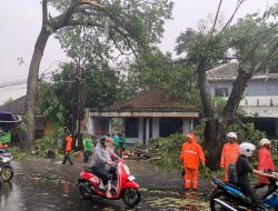 Memasuki Musim Hujan, Polres Blitar Ingatkan Pengendara Waspadai Pohon Tumbang