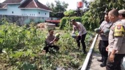 Polsek Semen Galakkan Ketahanan Pangan Lewat Kebun Produktif di Halaman Belakang Kantor