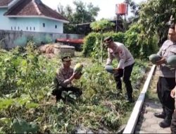 Polsek Semen Galakkan Ketahanan Pangan Lewat Kebun Produktif di Halaman Belakang Kantor