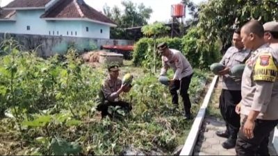Polsek Semen Galakkan Ketahanan Pangan Lewat Kebun Produktif di Halaman Belakang Kantor