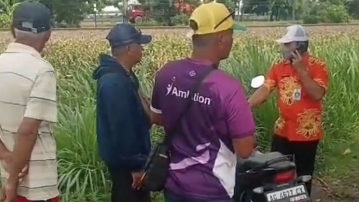 Lahan Jagung di Desa Baye Terendam, Produktivitas Petani Turun Drastis