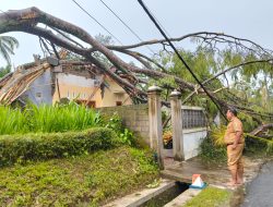 Diterpa Hujan Angin, Rumah Warga Modangan Rusak Tertimpa Pohon Sengon