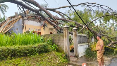 Diterpa Hujan Angin, Rumah Warga Modangan Rusak Tertimpa Pohon Sengon