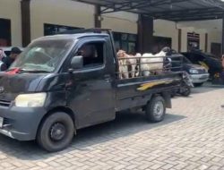 Tersentuh Sikap Ramah, Yuliatin Tak Menyangka 8 Kambingnya Dibawa Kabur oleh Pembeli Palsu