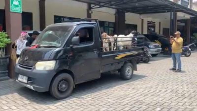 Tersentuh Sikap Ramah, Yuliatin Tak Menyangka 8 Kambingnya Dibawa Kabur oleh Pembeli Palsu