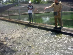 Cuaca Panas Melanda, Dinas Perikanan Kediri Imbau Petani Jaga Kesehatan Ikan