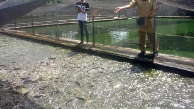 Cuaca Panas Melanda, Dinas Perikanan Kediri Imbau Petani Jaga Kesehatan Ikan