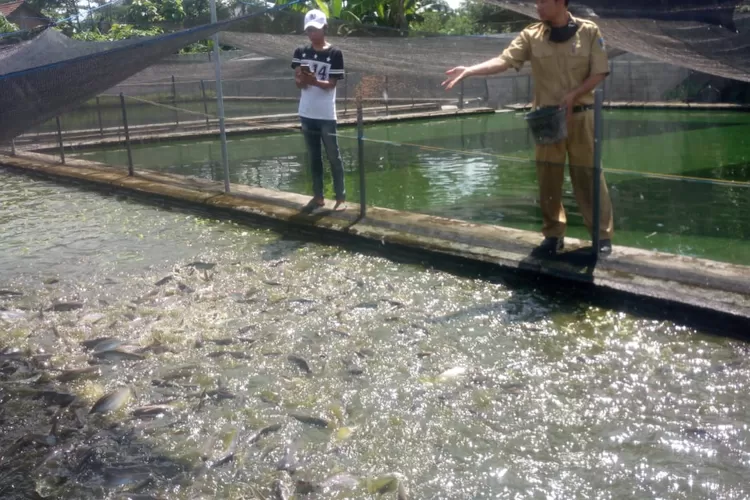 Cuaca Panas Melanda, Dinas Perikanan Kediri Imbau Petani Jaga Kesehatan Ikan