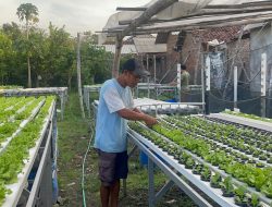 Dari Halaman Rumah, Pakcoi Hidroponik Jombang Tembus Pasar Luar Kota