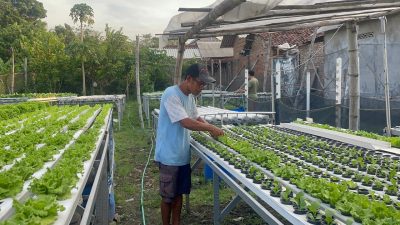 Dari Halaman Rumah, Pakcoi Hidroponik Jombang Tembus Pasar Luar Kota