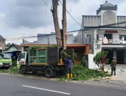 Antisipasi Bahaya Musim Hujan, DLHKP Kota Kediri Pangkas Pohon di Jalan Letjend Sutoyo