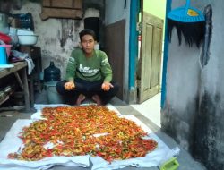 Harga Cabai Bertahan Stabil, Petani Jombang Optimis Hadapi Cuaca Ekstrem