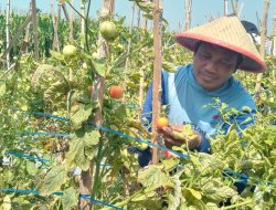 Harga Tomat Merosot di Jombang, Petani Enggan Panen Seluruhnya