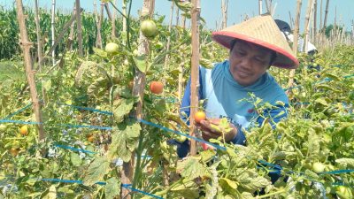 Harga Tomat Merosot di Jombang, Petani Enggan Panen Seluruhnya