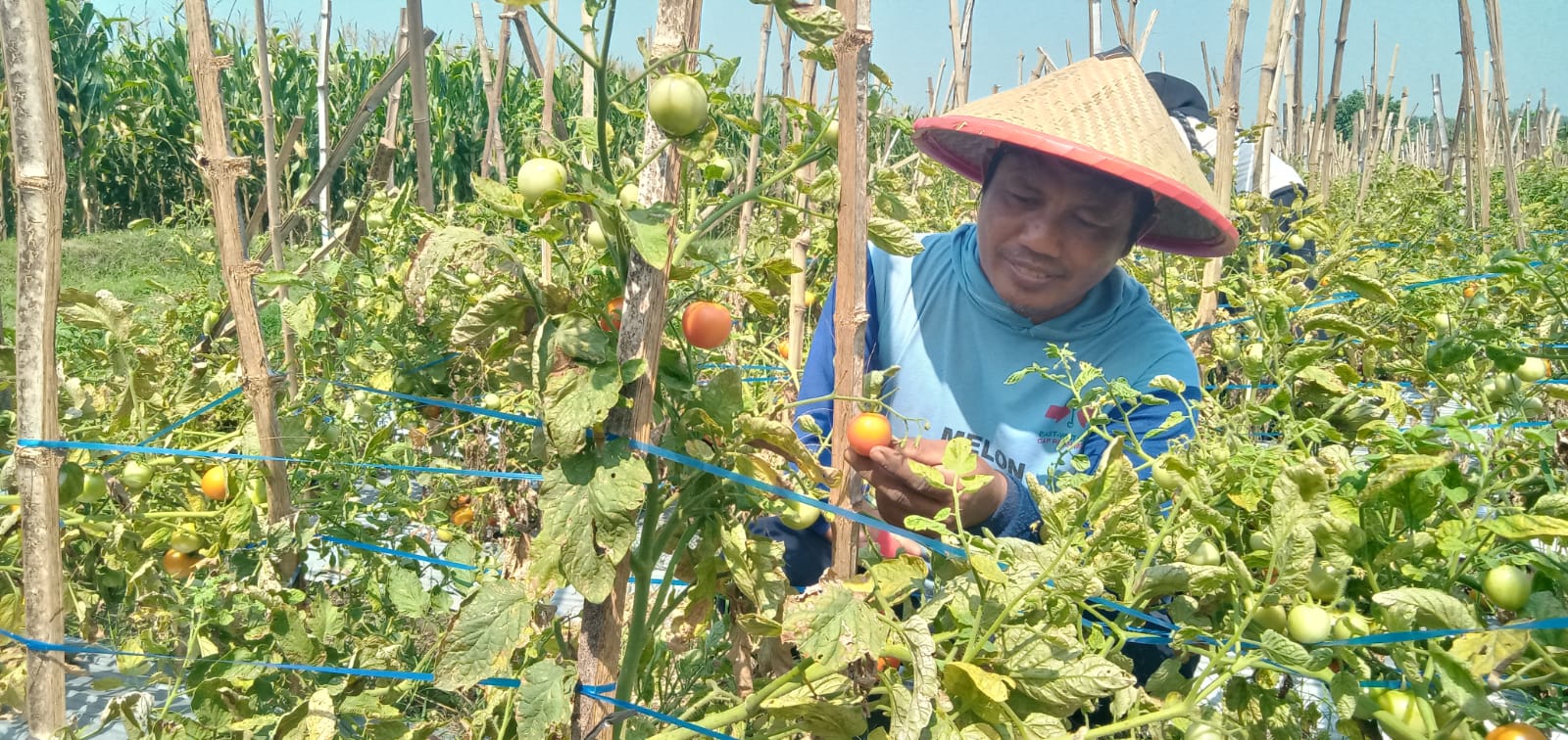 Harga Tomat Merosot di Jombang, Petani Enggan Panen Seluruhnya
