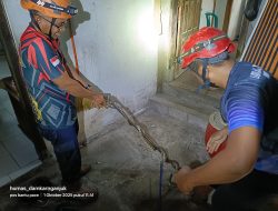 Ular Kayu Muncul di Plafon Rumah Warga Pace, Damkarmat Lakukan Evakuasi