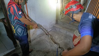 Ular Kayu Muncul di Plafon Rumah Warga Pace, Damkarmat Lakukan Evakuasi