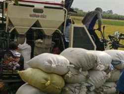 Bulog Kediri Tegaskan Komitmen Serap Gabah Petani Sesuai HPP