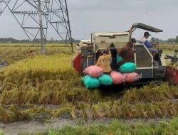 Cuaca Panas Ekstrem, Dispertabun Kediri Pastikan Tanaman Padi Aman dari Puso