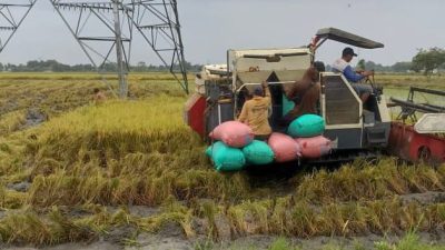 Cuaca Panas Ekstrem, Dispertabun Kediri Pastikan Tanaman Padi Aman dari Puso