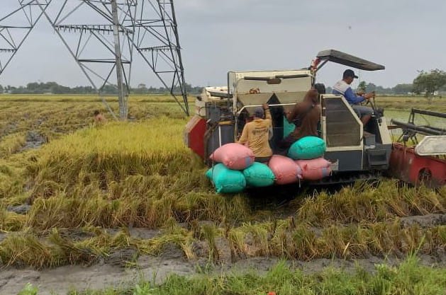 Cuaca Panas Ekstrem, Dispertabun Kediri Pastikan Tanaman Padi Aman dari Puso