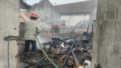 Bakar Sampah, Kandang Sapi Milik Warga Pakis Hangus Terbakar