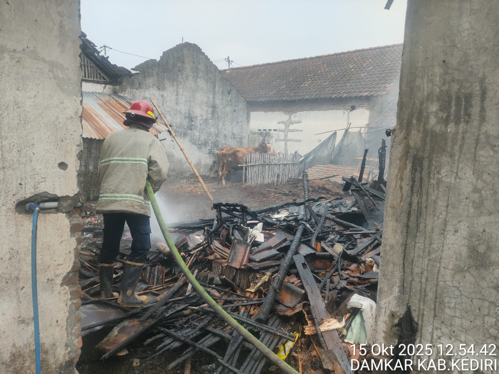 Bakar Sampah, Kandang Sapi Milik Warga Pakis Hangus Terbakar