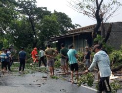 BPBD Kabupaten Kediri Imbau Warga Waspada Pohon Tumbang Saat Hujan Deras Disertai Angin