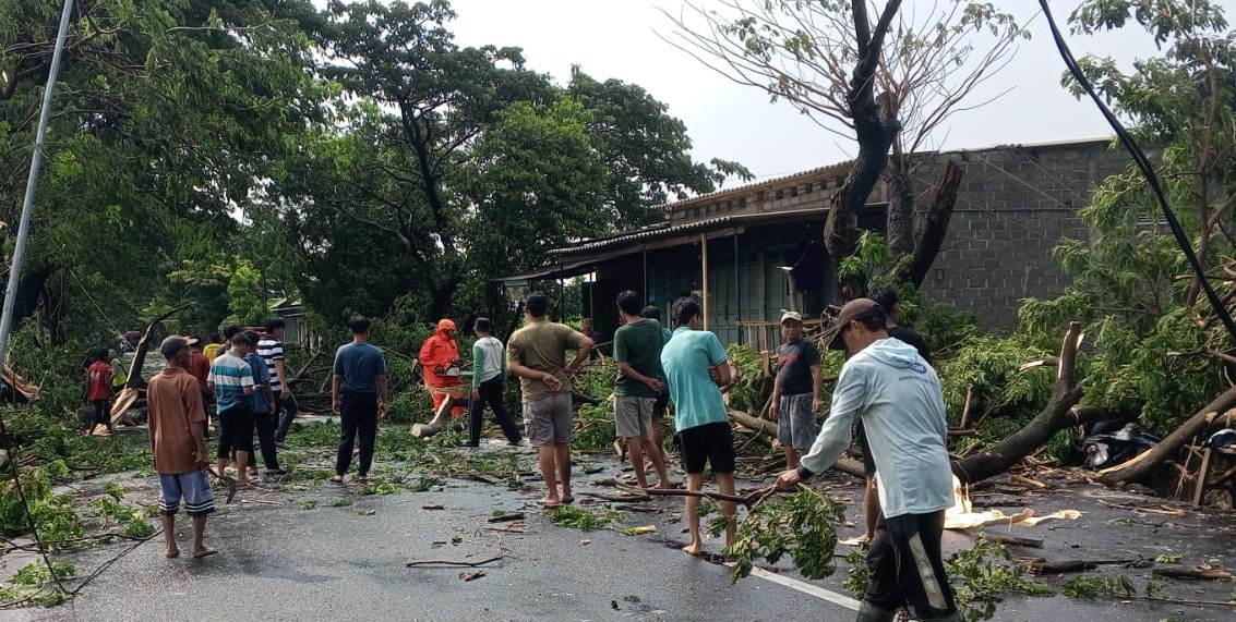 BPBD Kabupaten Kediri Imbau Warga Waspada Pohon Tumbang Saat Hujan Deras Disertai Angin