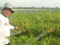 Musim Hujan, Petani Cabai di Kediri Diminta Waspadai Serangan Virus Busuk Akar