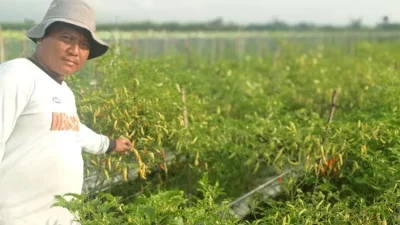 Musim Hujan, Petani Cabai di Kediri Diminta Waspadai Serangan Virus Busuk Akar