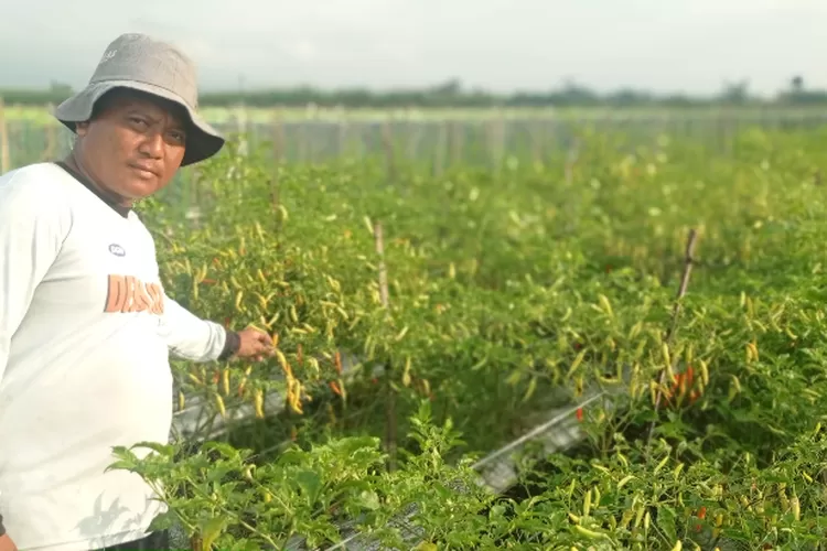 Musim Hujan, Petani Cabai di Kediri Diminta Waspadai Serangan Virus Busuk Akar