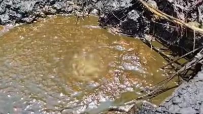 Semburan Minyak di Hutan Nganjuk Hebohkan Warga, Diduga Peninggalan Zaman Belanda