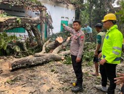 Hujan Angin Terjang Nglegok, Blitar, Pohon Tumbang, Bangunan dan Motor Rusak