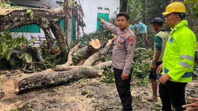 Hujan Angin Terjang Nglegok, Blitar, Pohon Tumbang, Bangunan dan Motor Rusak