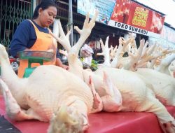 Harga Daging Ayam Melonjak, Pedagang Terjepit, Pembeli Menjerit
