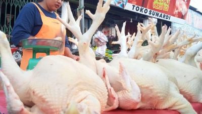 Harga Daging Ayam Melonjak, Pedagang Terjepit, Pembeli Menjerit