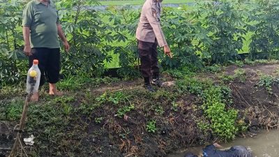 Petani di Lamongan Meninggal Tersengat Listrik Jebakan Tikus di Area Persawahan