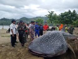 Hiu Tutul Ditemukan Mati Terdampar di Pantai Selatan Tulungagung, Berat Diperkirakan Capai 5 Ton