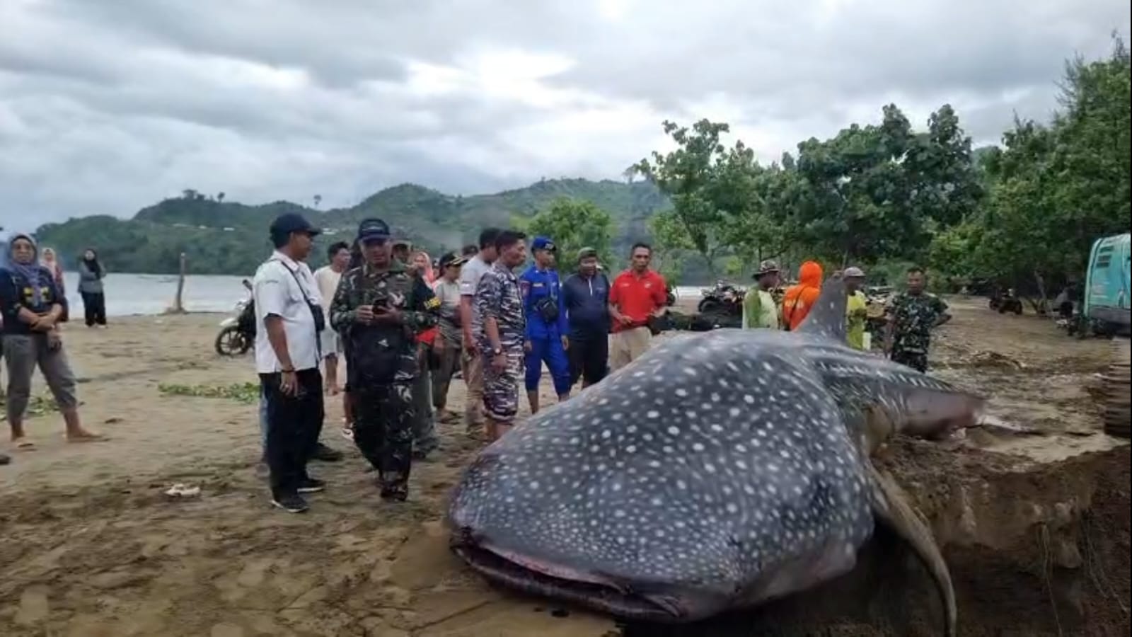 Hiu Paus Tutul Ditemukan Mati Terdampar di Pantai Selatan Tulungagung, Berat Diperkirakan Capai 5 Ton