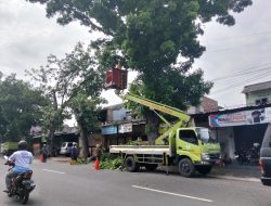 Antisipasi Cuaca Ekstrem, DLHKP Kota Kediri Tebang Pohon Tua di Kecamatan Pesantren