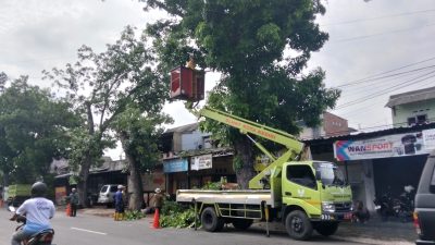 Antisipasi Cuaca Ekstrem, DLHKP Kediri Tebang Pohon Tua di Kecamatan Pesantren