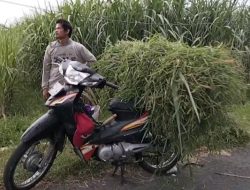 Ditinggal Cari Rumput, Jok Motor Warga Kelurahan Tempurejo Dibobol Maling, Uang dan HP Raib
