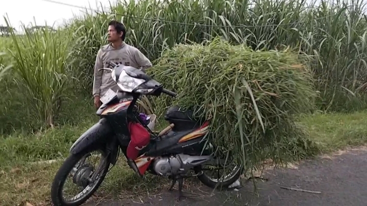 Pencurian di Pesantren, Warga Tempurejo Kehilangan Tas Berisi Uang dan HP Saat Cari Rumput