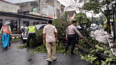 Pohon Ringin Tua Tumbang di Pertigaan Burengan, Lalu Lintas Sempat Lumpuh