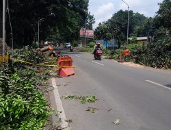 BPBD Kota Kediri Evakuasi Pohon Mauni yang Tumbang